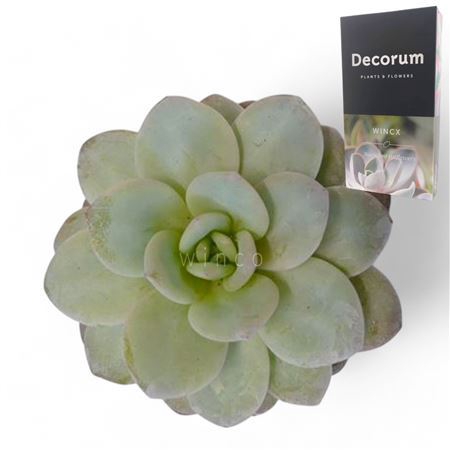 <h4>Echeveria Laui Cutflower Wincx-8cm</h4>
