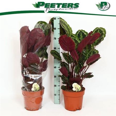 <h4>Calathea 'Medallion'</h4>