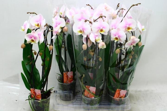 arr8 Phal El Cascade