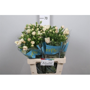 Ran Butterfly Melissa