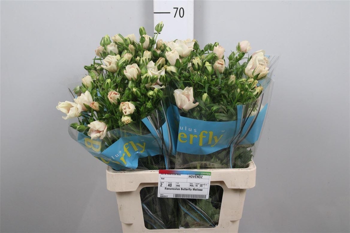 <h4>Ran Butterfly Melissa</h4>