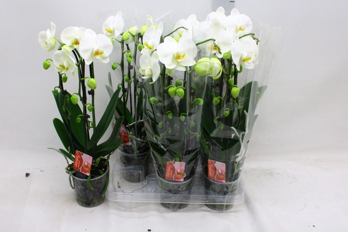 <h4>PHAL EL CASCADE</h4>