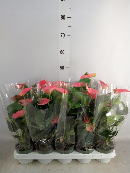 <h4>Anthurium andr. 'Sweet Dream'</h4>