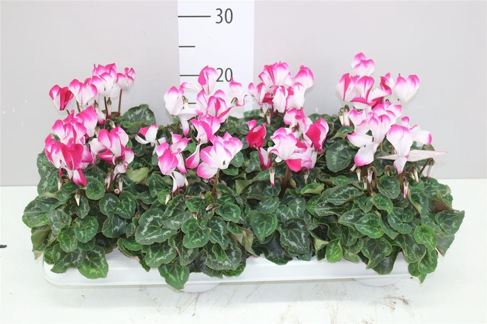 <h4>Cyclamen Kl Fusion</h4>