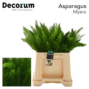ASP MYERS 45cm 566