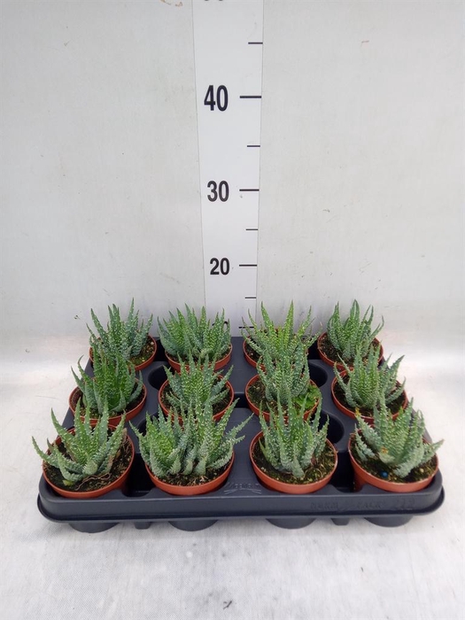 <h4>Aloe humilis</h4>