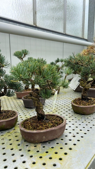 <h4>Pinus parviflora, 15cm.</h4>