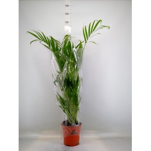 Chamaedorea cataractarum