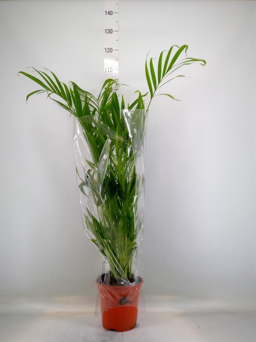 <h4>Chamaedorea cataractarum</h4>