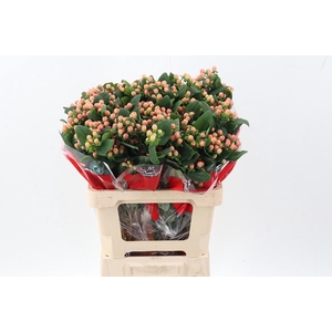 Hyp Mellow Rom Spray 60cm