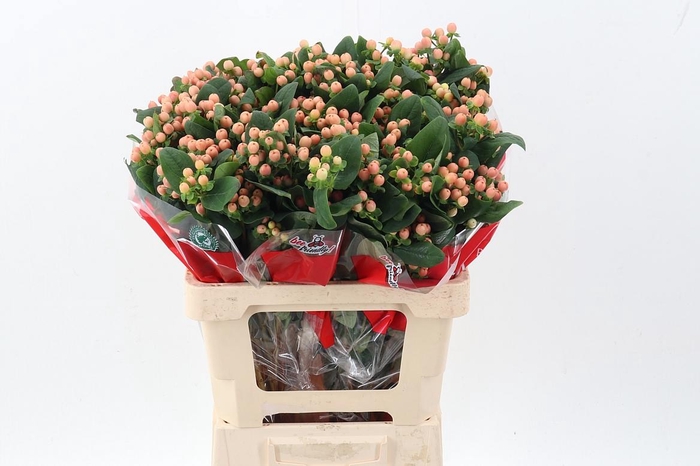 <h4>Hyp Mellow Rom Spray 60cm</h4>