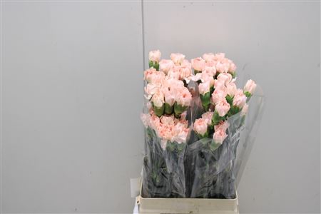 <h4>Di St Novia</h4>