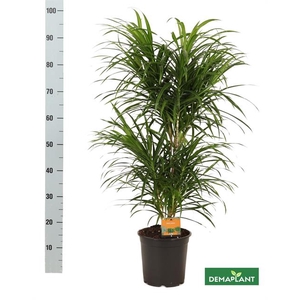 Dracaena Refl. 21Ø 90cm 1pp