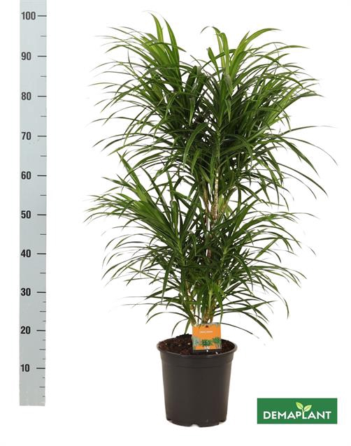 Dracaena Refl. 21Ø 90cm 1pp