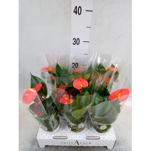 Anthurium andr. 'Orange Champion'