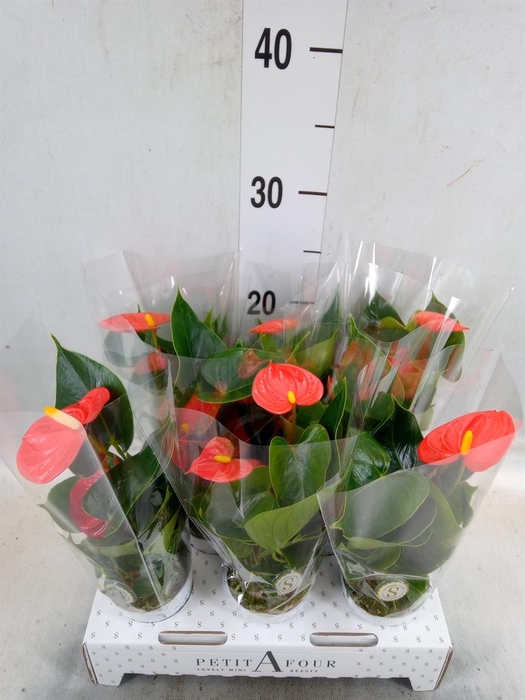 <h4>Anthurium andr. 'Orange Champion'</h4>