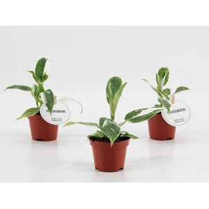 Philodendron White Princess