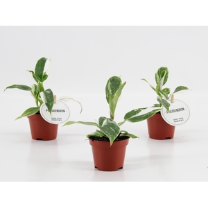Philodendron White Princess