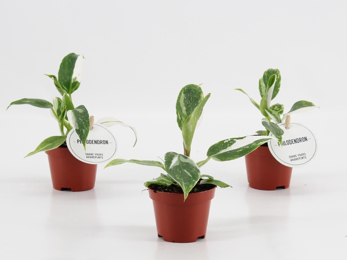 <h4>Philodendron White Princess</h4>