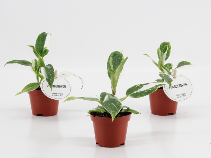 <h4>Philodendron White Princess</h4>