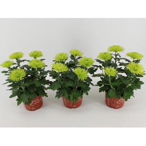 Chrysant Anastasia Lime