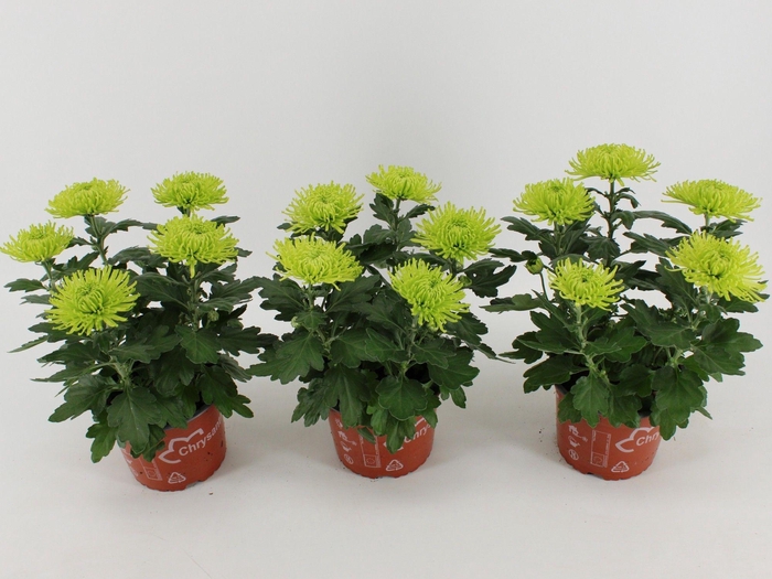 <h4>Chrysant Anastasia Lime</h4>