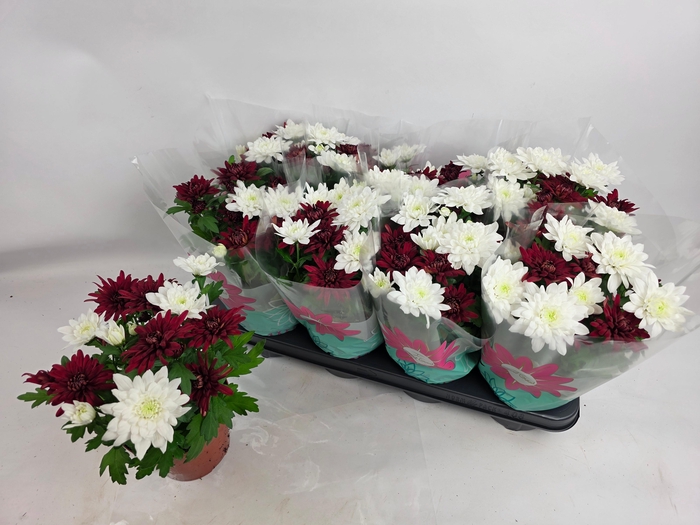 <h4>CHRYS CHRYSTAL GEM</h4>