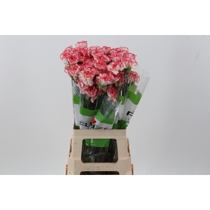Di St Bacarat Pink