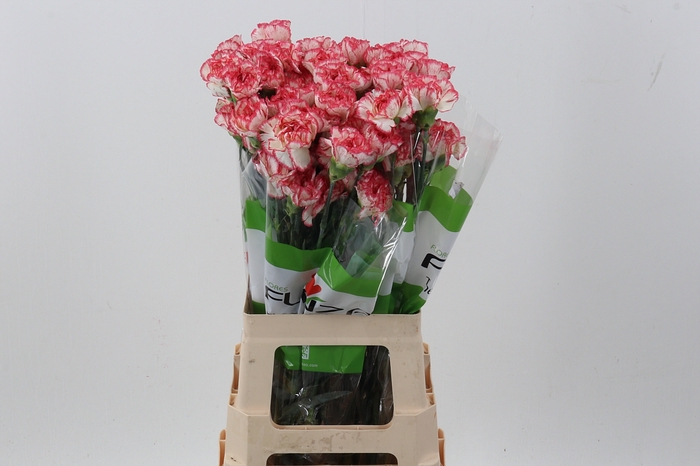 <h4>Di St Bacarat Pink</h4>