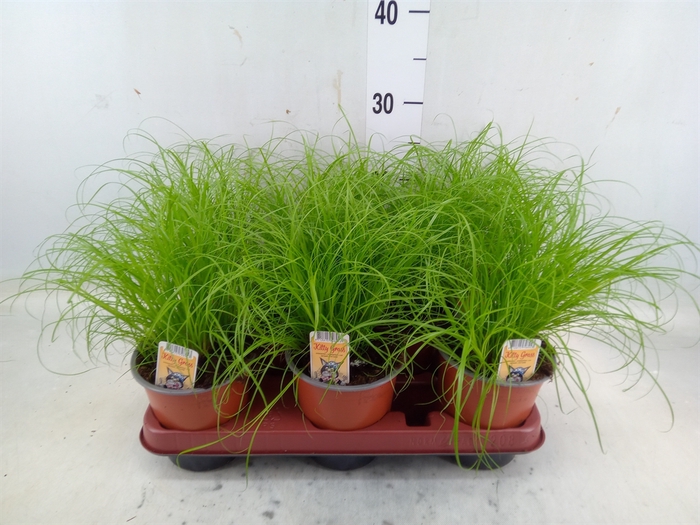 <h4>Cyperus alternifolius 'Zumula'</h4>