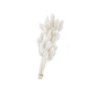Dried Bleached Phalaris