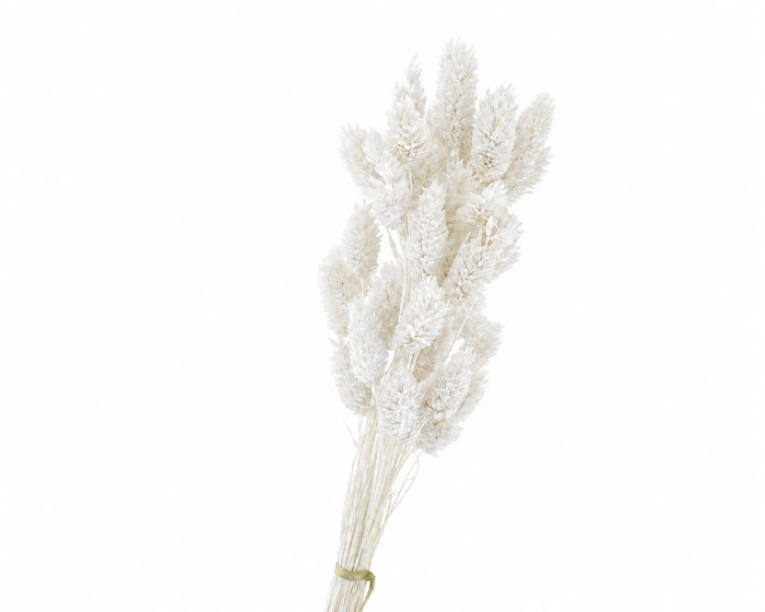 <h4>Dried Bleached Phalaris</h4>