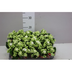 Kalanchoe Calandiva Wit