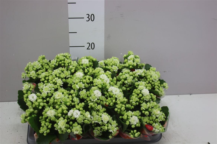 <h4>Kalanchoe Calandiva Wit</h4>