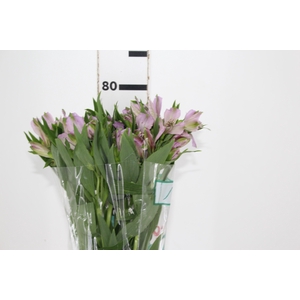 ALSTROEMERIA PLATINA 080 CM