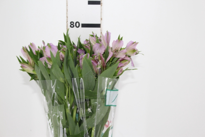 <h4>ALSTROEMERIA PLATINA 080 CM</h4>