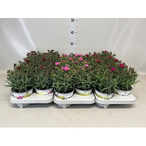 Dianthus car. 'Peman'
