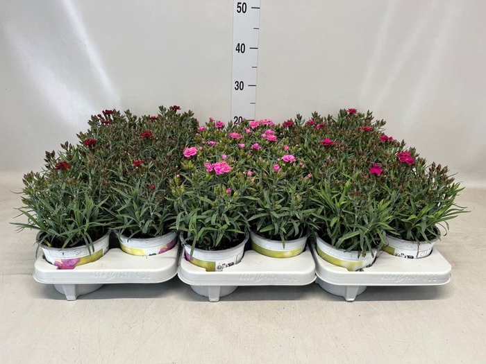<h4>Dianthus car. 'Peman'</h4>