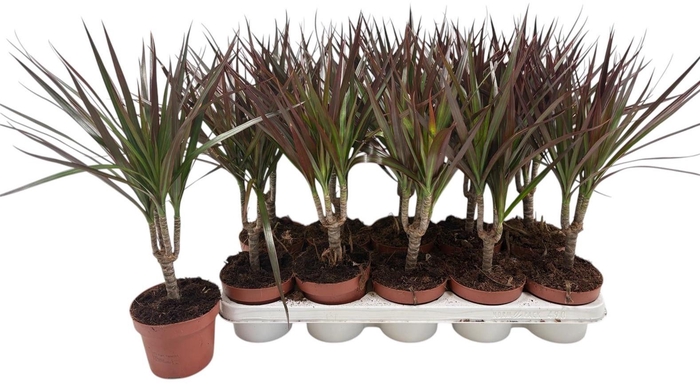 <h4>DRA MARG MAGENTA</h4>