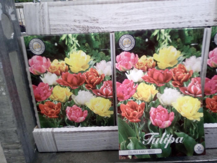 <h4>Tulipa   ...flowerbulbs</h4>