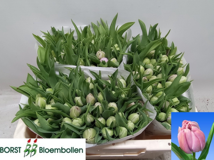 <h4>TU DU KATINKA</h4>