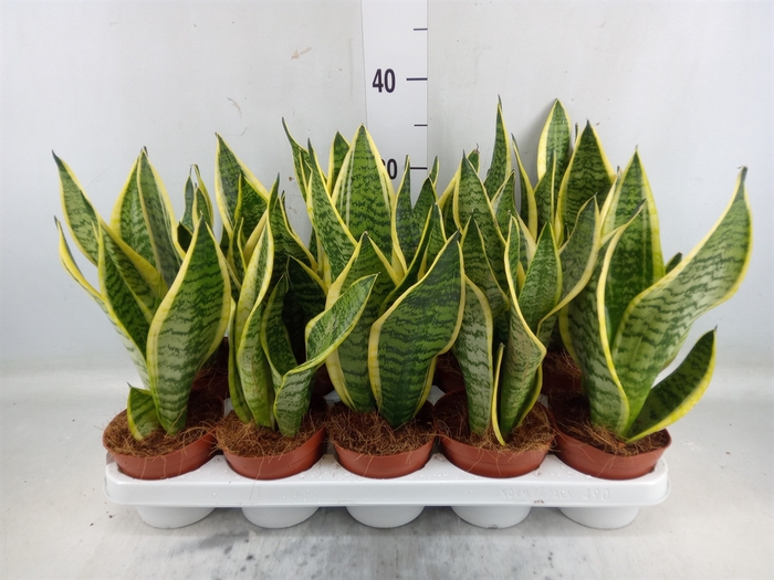 <h4>Sansevieria trifa. 'Futura Superba'</h4>