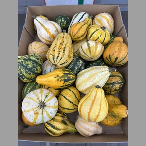 CUCURBITA MAYA MIX