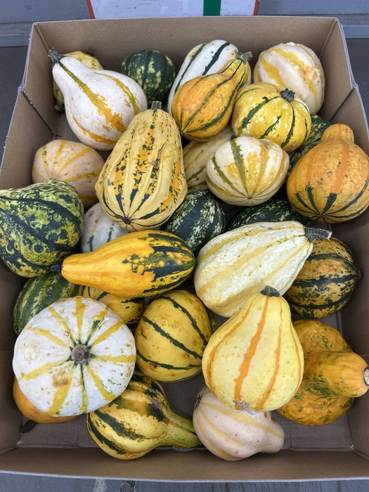 <h4>CUCURBITA MAYA MIX</h4>