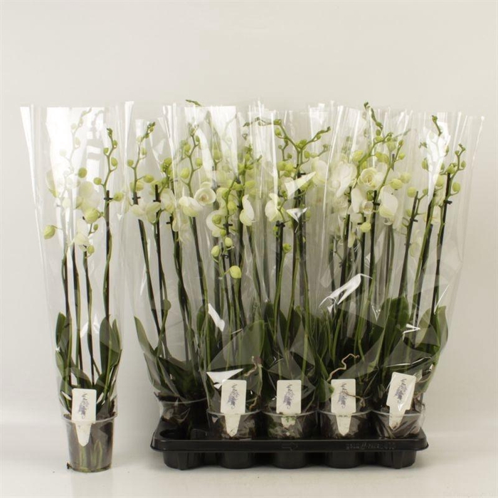 <h4>PHAL OV WIT</h4>