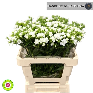 DI BARB DOBLINO WHIT