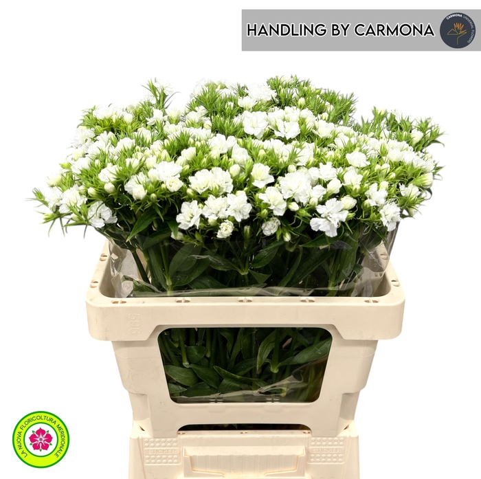 <h4>DI BARB DOBLINO WHIT</h4>