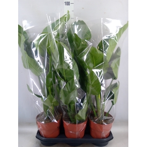 Strelitzia nicolai