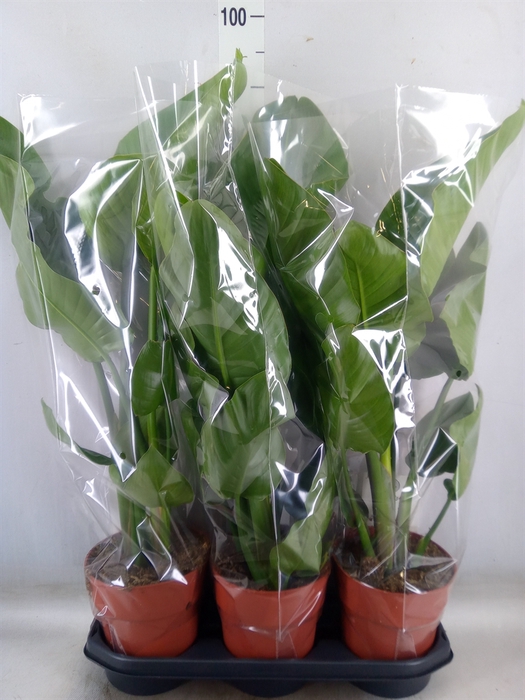 <h4>Strelitzia nicolai</h4>
