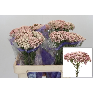 OZOTH COOKS TALL PIN